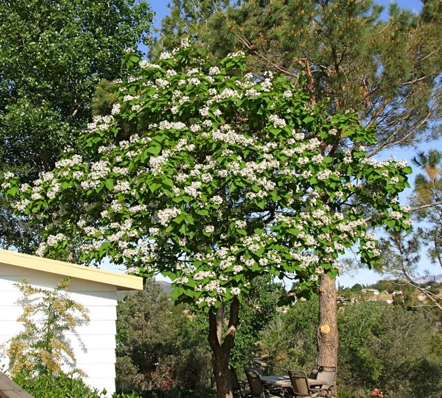 catalpabloom