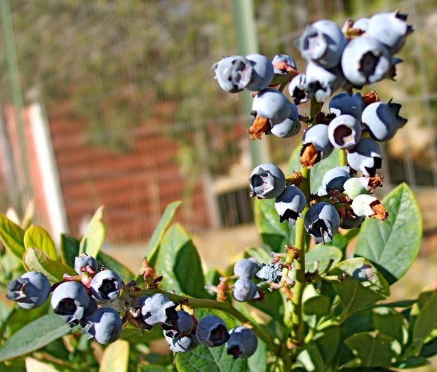 blueberries