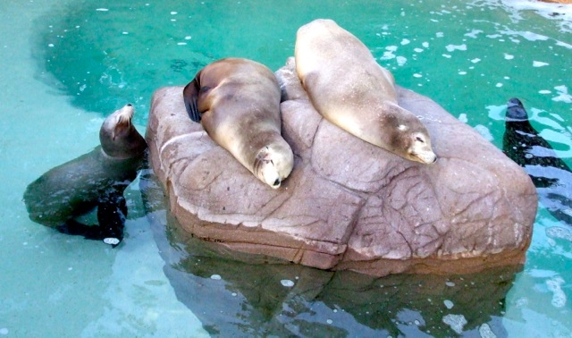 SeaLions13